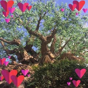 Meet your Posher, Saba